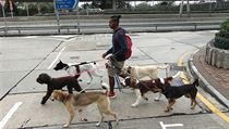 Hongkongský venčič psů | na serveru Lidovky.cz | aktuální zprávy