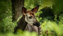 Okapi s částečně pruhovaným tělem, napůl zebra, napůl žirafa, hybridní tvor... | na serveru Lidovky.cz | aktuální zprávy