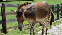 Zebroid (ilustrační foto) | na serveru Lidovky.cz | aktuální zprávy