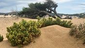 Sardinie/Dune di Piscinas