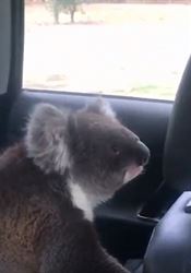VIDEO: Nedám se! Koala odmítá opustit klimatizované auto Koala se vkradla do klimatizovaného auta, aby se zchladila, a odmítá jej... | na serveru Lidovky.cz | aktuální zprávy
