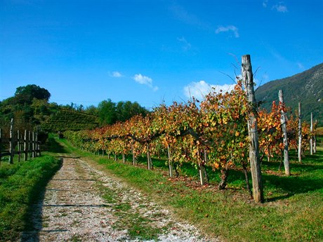 Collio je vyhláenou oblastí skvlého vína.