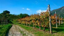 Collio je vyhlášenou oblastí skvělého vína. | na serveru Lidovky.cz | aktuální zprávy