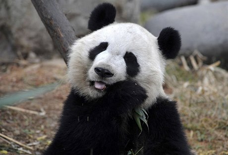 Panda - ilustraní foto.