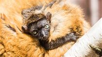 Sameček vzácného lemura Sclaterova je letos zatím jediným v zajetí narozeným a... | na serveru Lidovky.cz | aktuální zprávy