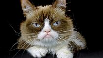 Grumpy Cat | na serveru Lidovky.cz | aktuální zprávy