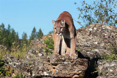 Puma - ilustraní foto
