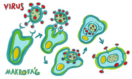Imunitní systém: Makrofágy pohlcují kodlivé mikroorganismy (viry, bakterie),...