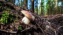 Houbám se daří především ve vlhkém prostředí. | na serveru Lidovky.cz | aktuální zprávy