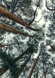 Půdní fauna. Může se stát pomocnicí ve stabilizaci uhlíku? Cedrový les (ilustrační foto) | na serveru Lidovky.cz | aktuální zprávy