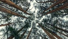 Cedrový les (ilustraní foto)