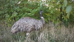 Emu Hugi brnnským policistm unikal týden.