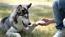 Obedience. Cvičení poslušnosti se může věnovat každý pes bez rozdílu plemene. | na serveru Lidovky.cz | aktuální zprávy