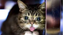 Lil Bub | na serveru Lidovky.cz | aktuální zprávy