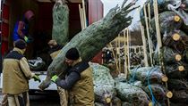 Většina Čechů má nadílku pod jedlí. Borovice je jen pro ty, kdo zažili komunismus, tvrdí pěstitel Stromek se chová částečně jako květina a je schopen ještě nějaké tekutiny... | na serveru Lidovky.cz | aktuální zprávy
