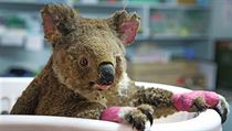 Zachráněný koala medvídkovitý. | na serveru Lidovky.cz | aktuální zprávy