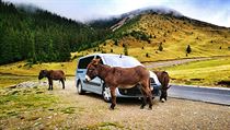 Rumunsko – Transalpina a cestou stádo oslíků, 2017. | na serveru Lidovky.cz | aktuální zprávy