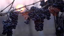 Vinařství Znovín Znojmo posbíralo poslední hrozny, které budou použity pro... | na serveru Lidovky.cz | aktuální zprávy