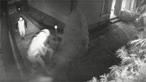 Policisté zadrželi v okolí Prahy několik lupičů. Nevylučují, že mohou být z vykradačského gangu Zloději v domě ve středočeské Jesenici. | na serveru Lidovky.cz | aktuální zprávy