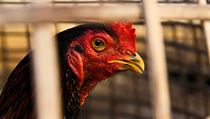 Geneticky upravené slepice z Akademie věd jsou odolné vůči viru nevyléčitelné... | na serveru Lidovky.cz | aktuální zprávy