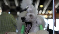 Psi od lidí okoukávají zívání