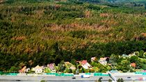 Les napadený kůrovcem u Mníšku pod Brdy. | na serveru Lidovky.cz | aktuální zprávy