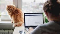 Home office (ilustrační foto) | na serveru Lidovky.cz | aktuální zprávy