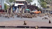 Válka opic v thaském turistickém letovisku Lopburi. | na serveru Lidovky.cz | aktuální zprávy