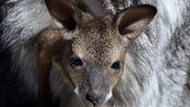 Zoologické zahradě Děčín se šestý rok po sobě podařilo odchovat mláďata klokana... | na serveru Lidovky.cz | aktuální zprávy