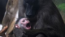 V ZOO Dvůr Králové na Trutnovsku se narodilo mládě vzácného drila černolícího... | na serveru Lidovky.cz | aktuální zprávy