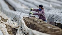 V zemědělství, potravinářství i lesnictví chybí kvůli pandemii a zavřeným... | na serveru Lidovky.cz | aktuální zprávy