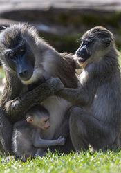 Zoologické zahrady v Česku chrání zvěř před koronavirem. Nebezpečí hrozí hlavně primátům a šelmám Drilové jsou charakterističtí úzkým nosem, sytě černou tváří a strašidelným... | na serveru Lidovky.cz | aktuální zprávy