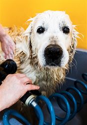 Psí cvičiště jsou zavřená. Blíží se příval nezvládnutých chlupáčů, varují trenéři Zlatý retriever. | na serveru Lidovky.cz | aktuální zprávy
