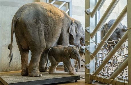 Samička slona indického, která v Zoo Praha přišla na svět dnes nad ránem, váží... | na serveru Lidovky.cz | aktuální zprávy
