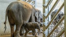 Samička slona indického, která v Zoo Praha přišla na svět dnes nad ránem, váží... | na serveru Lidovky.cz | aktuální zprávy