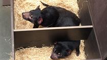 Návštěvníci pražské zoo se mohou těšit na tasmánské čerty. | na serveru Lidovky.cz | aktuální zprávy