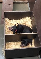 Pražská zoo nově otevře Darwinův kráter. Mezi australskými zvířaty se objeví i tasmánští čerti Návštěvníci pražské zoo se mohou těšit na tasmánské čerty. | na serveru Lidovky.cz | aktuální zprávy