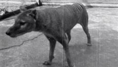 Vakovlk tasmánský, známý také jako tasmánský tygr i vlk, na filmu z roku 1935....