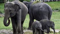 Podle ředitele se v prostorách pražské zoo narodilo pět slůňat, matka prvního z... | na serveru Lidovky.cz | aktuální zprávy
