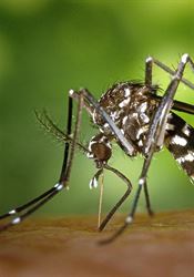 Horečka dengue může poskytnout imunitu vůči covidu-19, tvrdí studie Asijský komár tygrovaný postupuje Evropou, ojediněle byl zaznamenán i na jižní... | na serveru Lidovky.cz | aktuální zprávy