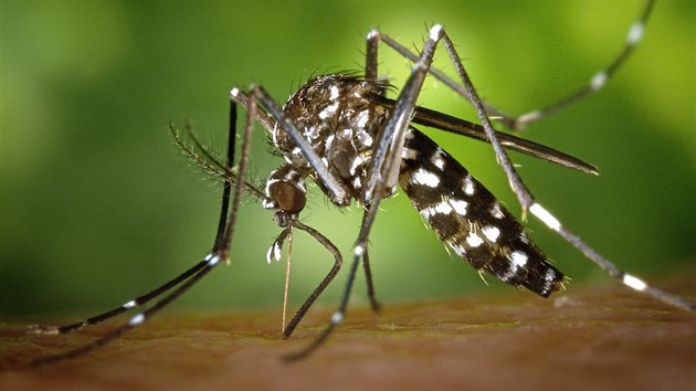 Asijský komár tygrovaný postupuje Evropou, ojedinle byl zaznamenán i na jiní...