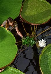 V botanické zahradě v Liberci kvete nejmenší i největší leknín na světě V liberecké botanické zahradě v jednom pavilonu poprvé vedle sebe kvete... | na serveru Lidovky.cz | aktuální zprávy