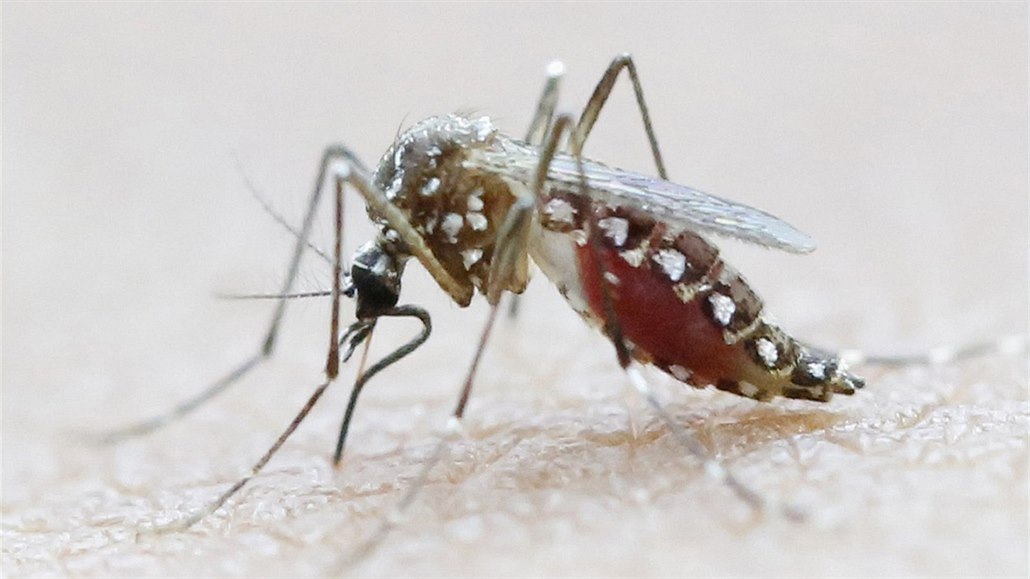 Virus penáí komár Aedes Aegypti.