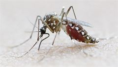 Virus penáí komár Aedes Aegypti.