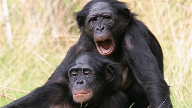 impanzi bonobo na snímku. Lidoopi patí k Einsteinm zvíecí íe a podobné...