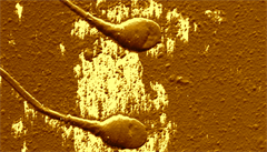 Detail dvojice spermií