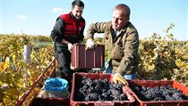 Sklizeň vína na viniční trati Růžená nad Bzencem - ilustrační foto | na serveru Lidovky.cz | aktuální zprávy