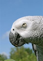 Pět papoušků se muselo v britské zoo poroučet pryč z dohledu návštěvníků, příchozím sprostě nadávali Papoušek šedý žako. | na serveru Lidovky.cz | aktuální zprávy