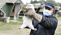 Zdravotní úřady v Dánsku našly kmeny odolnějšího viru u lidí i norků. | na serveru Lidovky.cz | aktuální zprávy