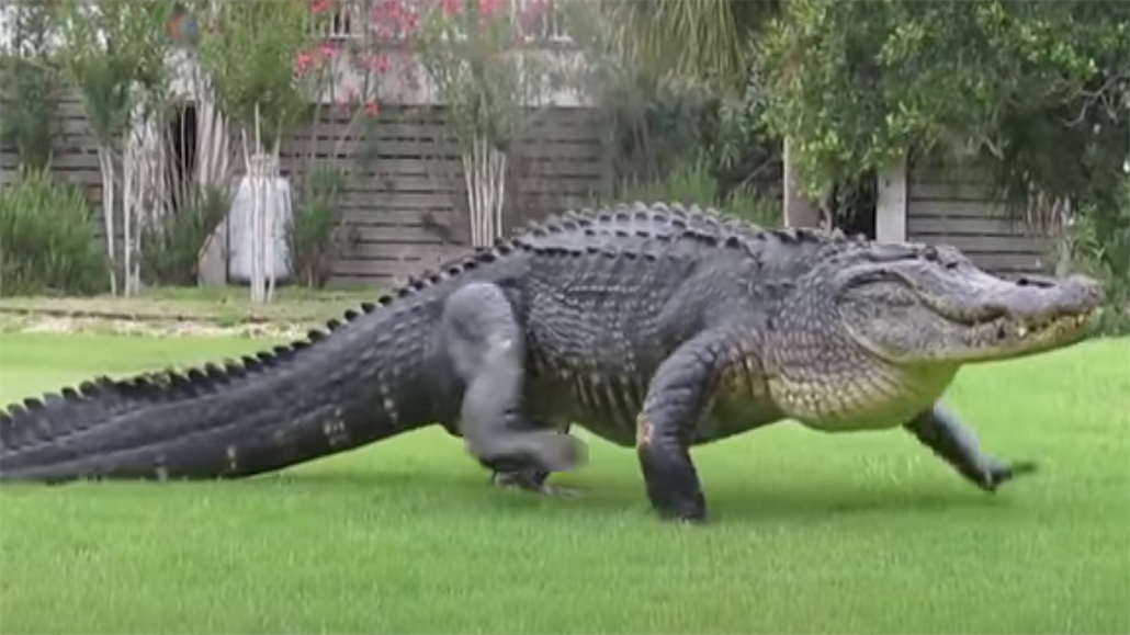 Aligátor, který se procházel na Florid po golfovém hiti v roce 2018. Jedná...
